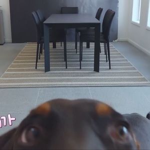 Meet your Posher, Abigail